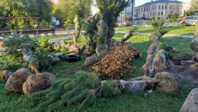 Саженцы елей и сосен, привезённые для озеленения, бросили на улице Ленинского района. - Ni Mash, 12.09.2025