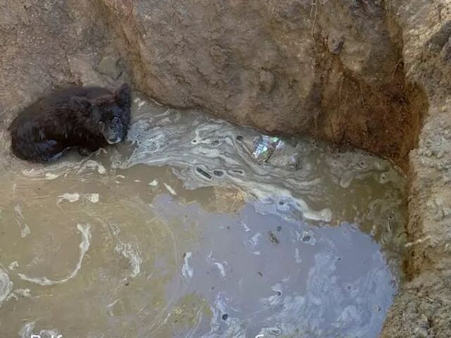 В Каменске-Шахтинском спасли собаку, которая упала в глубокую яму с водой . - Подслушано Ростов-на-Дону, 15.09.2025