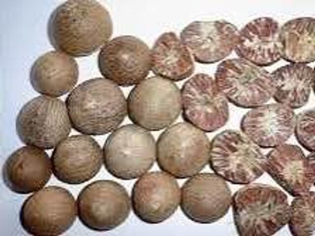 Российские школьники массово скупают опасный орех. Российские школьники массово скупают опасный орех. - Кубанские Новости, 06.11.2025