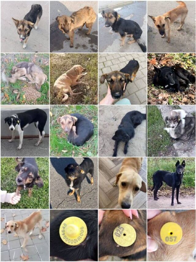 20 бесхозных собак с бирками внезапно обнаружили в Старокорсунской 20 бесхозных собак с бирками внезапно обнаружили в Старокорсунской - Туподар 💝 Краснодар, 06.11.2025
