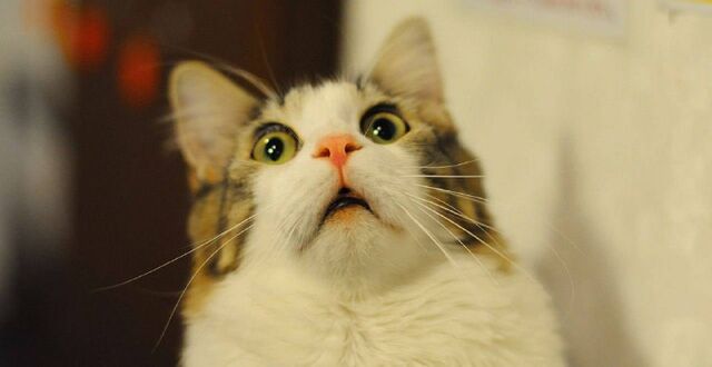 Россияне доводят питомцев до сердечного приступа своими криками и стрессом. - NewsKhv, 10.11.2025