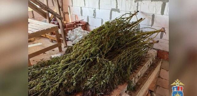 В Азовском районе нашли более 70 кг конопли в доме местного жителя - Privet-Rostov.ru - новости Ростов-на-Дону, 19.11.2025