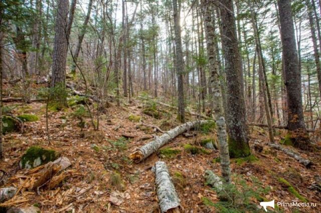Депутаты хотят дать право приморцам собирать ветки поваленных ветром деревьев - Новости Владивостока и не только, 19.11.2025
