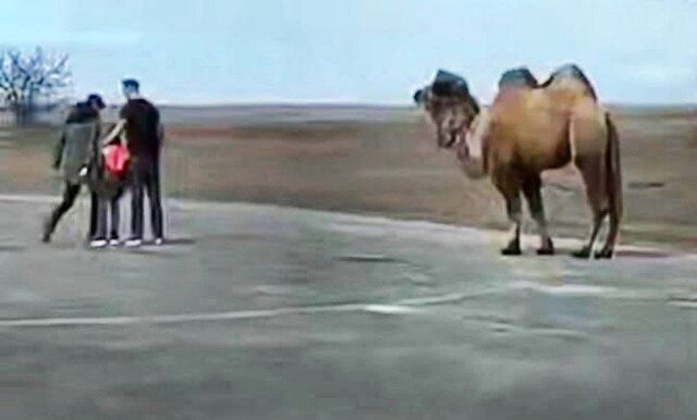 В Ростовской области на трассе водители заметили верблюда - Privet-Rostov.ru - новости Ростов-на-Дону, 11.03.2026