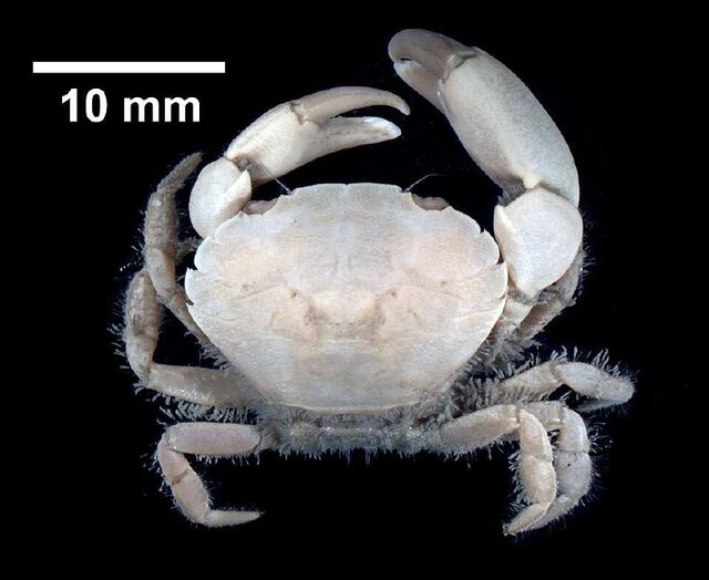 В Азовском море обнаружили новый вид краба-переселенца - РОСТОВ ПАПА 🇷🇺 🇷🇺🇷🇺🇷🇺🇷🇺РОСТОВ-НА-ДОНУ, 11.03.2026