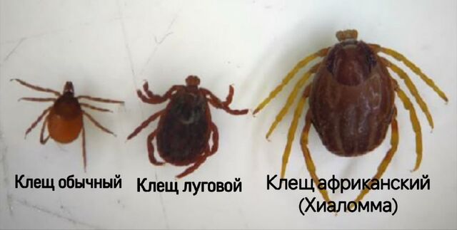 Агрессивные и быстрые клещи-мутанты рода Хиаломма, которые преследуют свою жертву, появились в России. - Подслушано Ростов-на-Дону, 19.03.2026