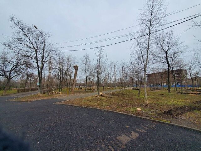 Ростов лишится всех деревьев ясень из-за опасного вредителя - Privet-Rostov.ru - новости Ростов-на-Дону, 19.03.2026