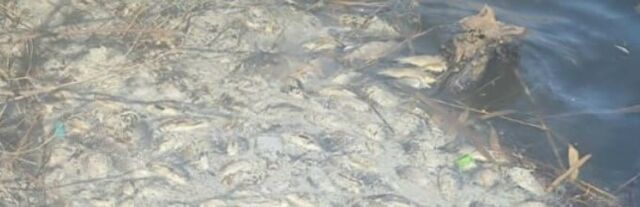 В Ростовской области на берегу реки Грушевка обнаружили горы мертвой рыбы. - Подслушано Ростов-на-Дону, 19.03.2026