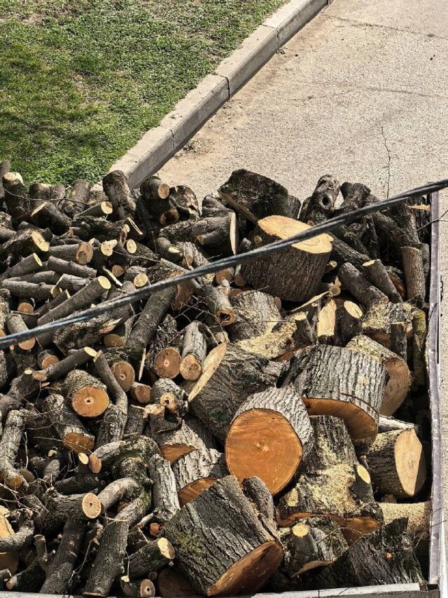 На улице Офицерской напротив «Авроры» сегодня спилили деревья. - Краснодар | Телетайп, 19.03.2026