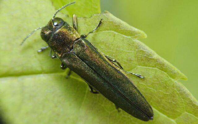 🪲Изумрудная златка уничтожила почти 500 гектаров деревьев в Ростове - Блокнот-Ростов, 19.03.2026