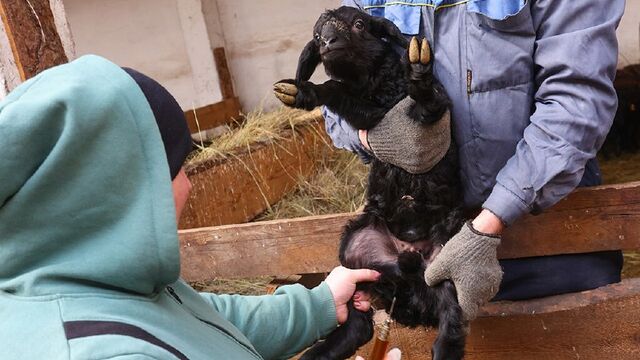 В Управлении ветеринарии ситуацию с бешенством в Алтайском крае оценивают как сложную, но контролируемую. В Управлении ветеринарии ситуацию с бешенством в Алтайском крае оценивают как сложную, но контролируемую. - Алтайская правда, 21.03.2026