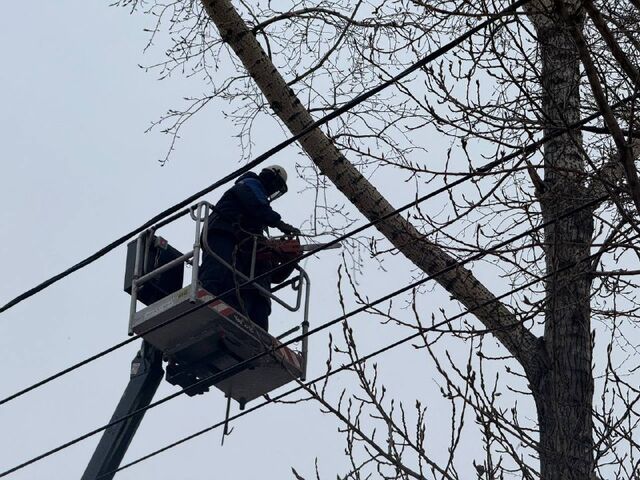 В Барнауле запланирован снос 302 аварийных деревьев В Барнауле запланирован снос 302 аварийных деревьев - Amic.ru, 21.03.2026