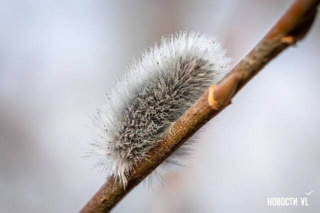 Доброе утро! В воскресенье, 22 марта, во Владивостоке облачно, во второй половине дня небольшой, вечером умеренный дождь. Ветер южный, юго-восточный умеренный. Температура воздуха +3...+5 °С. - Newsvlru, 22.03.2026