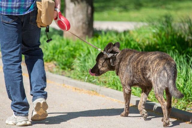 Воронежская Масловка больше не на карантине по бешенству животных - Воронежские новости, 03.04.2026