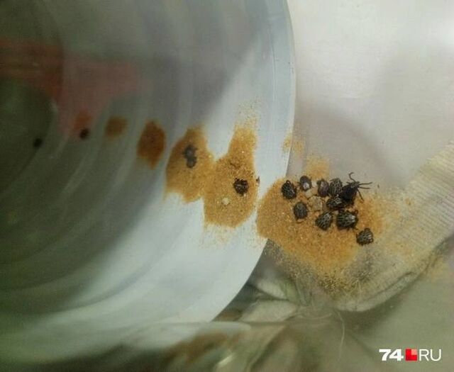 Жуткая находка дачника из Сосновского района Жуткая находка дачника из Сосновского района - Агентство чрезвычайных новостей, 05.04.2026