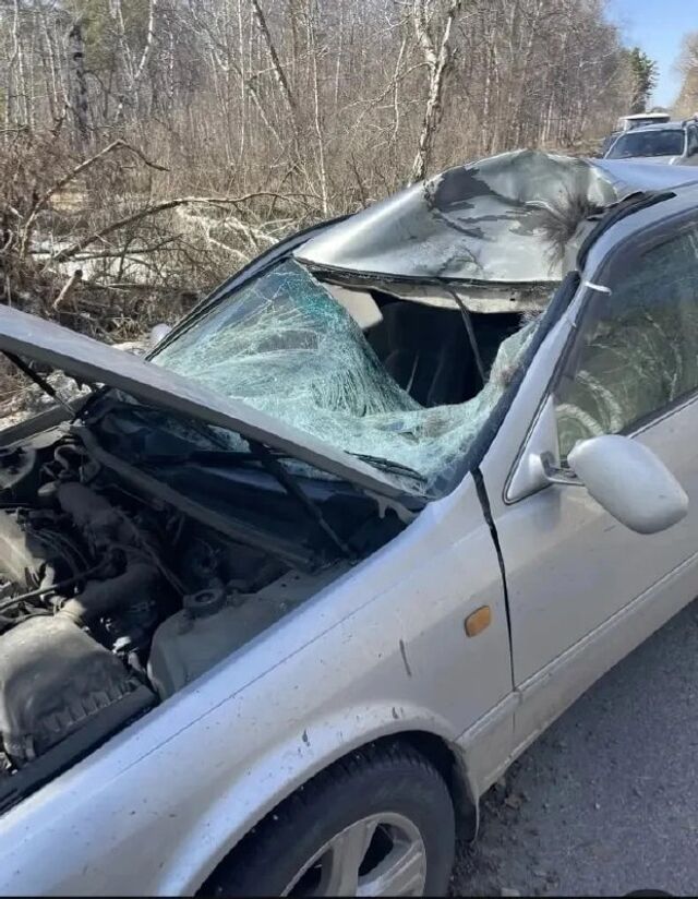 В Мамонтовском районе 21 апреля произошло серьезное ДТП с участием дикого животного — легковой автомобиль на скорости сбил лося. В результате аварии животное погибло, а люди получили травмы, сообщает "Катунь 24". - Amic.ru, 22.04.2026