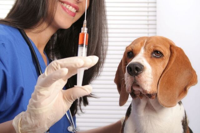 В Комсомольске будет работать выездная вакцинация домашних животных против бешенства - Komsagram • Комсомольск-на-Амуре, 10.05.2026