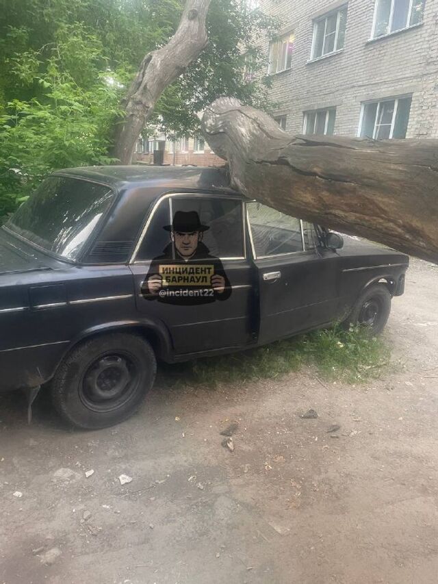 На улице Эмилии Алексеевой 72 на автомобиль упало сухое дерево. - Инцидент Барнаул, 09.06.2026