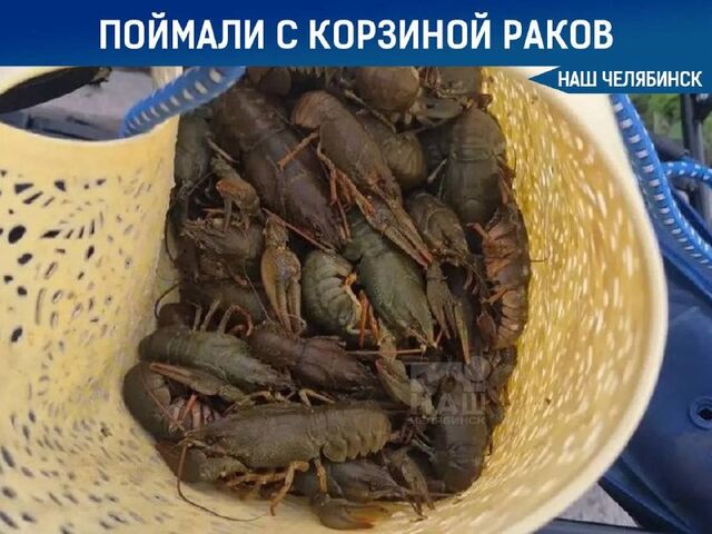 Челябинца поймали с корзиной раков - Наш Челябинск, 21.06.2026