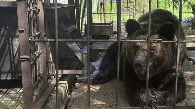 Удовлетворительными назвали специалисты условия содержания медведицы в кафе - DVHAB.ru, 25.06.2026