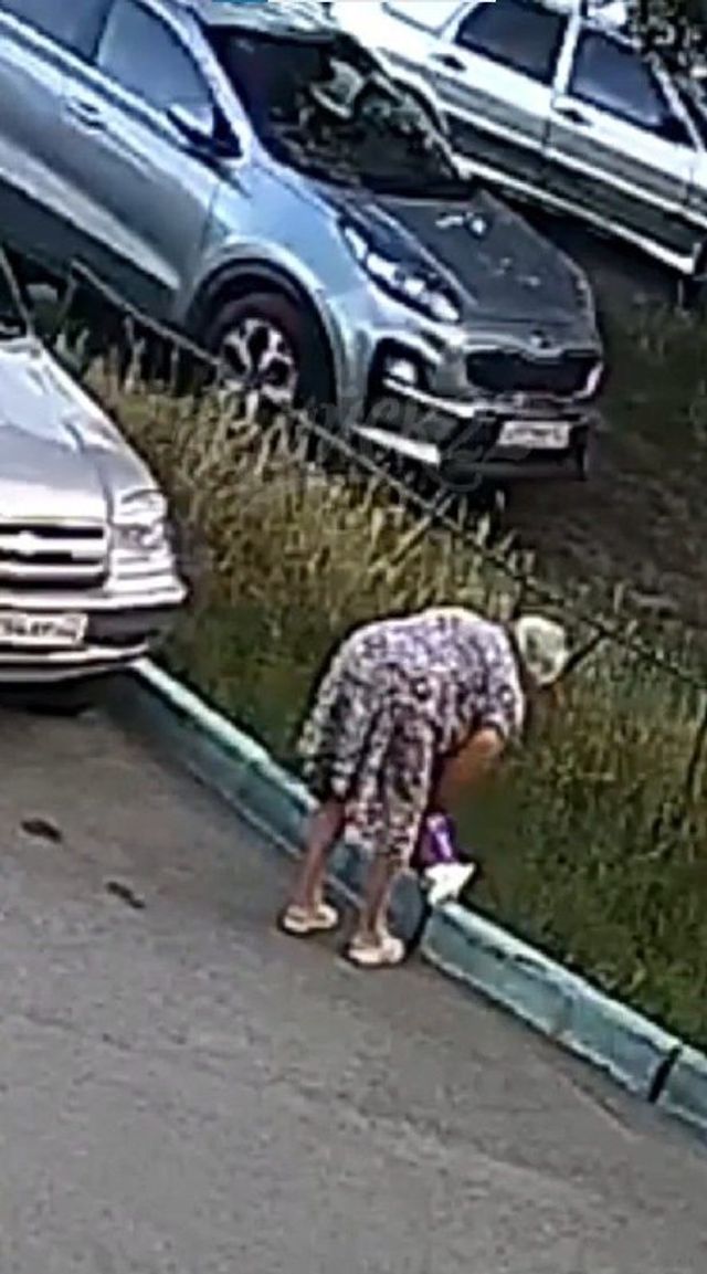 Жительница Бийска выбросила котёнка в траву и ушла - Инцидент Барнаул, 28.07.2026