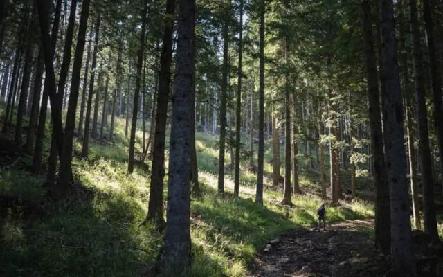 Воронежская прокуратура пресекла попытку формирования частной собственности на землях лесфонда Воронежская прокуратура пресекла попытку формирования частной собственности на землях лесфонда - Агентство Бизнес Информации, 17.11.2025