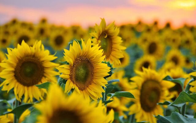 «ФосАгро-Регион» и воронежский «Золотой Початок» подписали соглашение о совместной дистрибуции семян -  Агентство Бизнес Информации, 19.11.2025