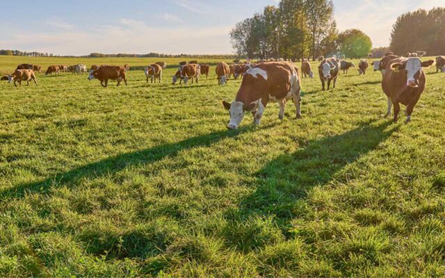«ЭкоНива» вложит 2 млрд рублей в расширение молочных ферм в Воронежской области -  Агентство Бизнес Информации, 25.02.2026