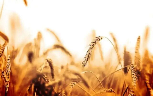 Воронежская компания «А1 Агрохим» почти лишилась прибыли по итогам 2025 года -  Агентство Бизнес Информации, 24.03.2026