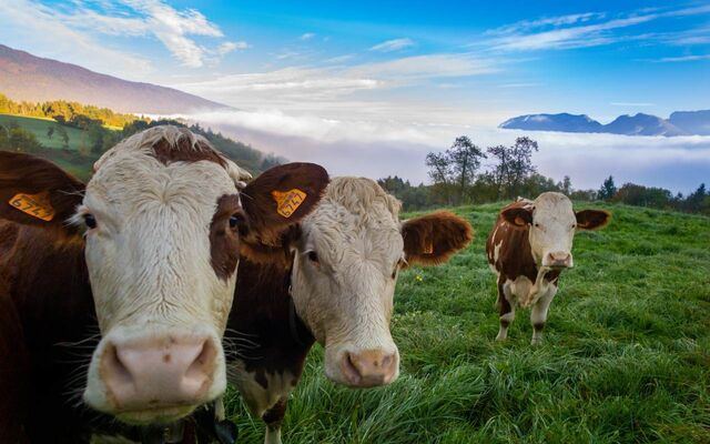 Воронежский партнер французской Adisseo Eurasia требует 114 млн рублей с крупного мясника -  Агентство Бизнес Информации, 14.04.2026