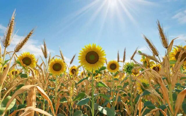 Прибыль воронежского «Золотого Початка» просела на фоне роста выручки -  Агентство Бизнес Информации, 14.04.2026