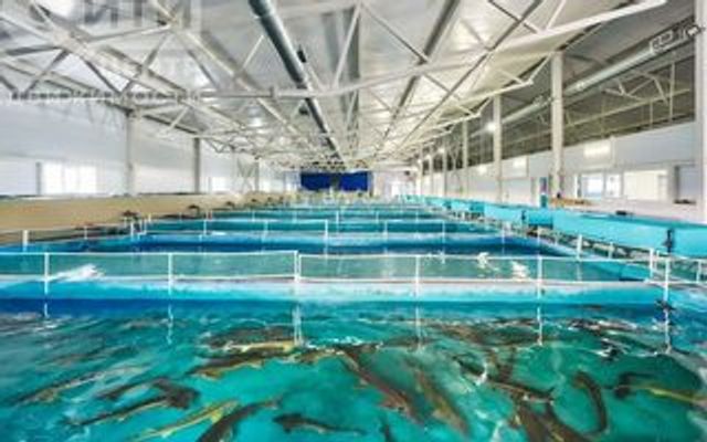 Воронежское осетровое хозяйство выставили на продажу за 350 млн рублей -  Агентство Бизнес Информации, 28.07.2026