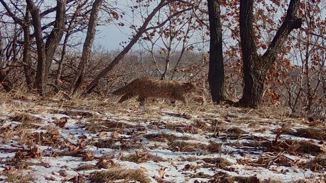 Суровый дальневосточный кот прогулялся по заснеженному Приморью - Пресс-поток - Приморье24 Информационное агентство, последние новости Владивостока и Приморского края, 15.01.2025