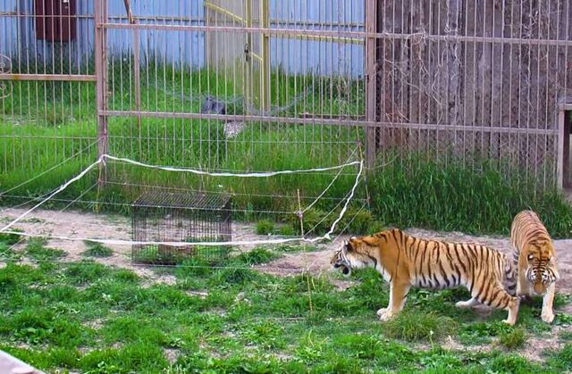 Домашний скот в Приморье от тигров спасет электроизгородь - Пресс-поток - Приморье24 Информационное агентство, последние новости Владивостока и Приморского края, 13.06.2025