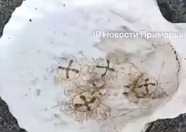 Медузы-крестовики активизировались в водах Владивостока из-за жары - Пресс-поток - Приморье24 Информационное агентство, последние новости Владивостока и Приморского края, 05.07.2025