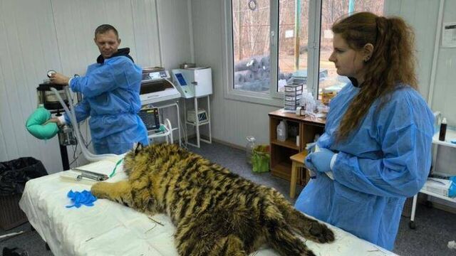 Приморские врачи удалили молочные зубы тигренку, оставшемуся без матери - Пресс-поток - Приморье24 Информационное агентство, последние новости Владивостока и Приморского края, 14.07.2025