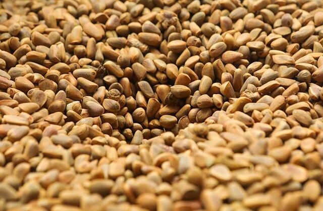 Сезон сбора кедровых орехов завершается в Приморье - Пресс-поток - Приморье24 Информационное агентство, последние новости Владивостока и Приморского края, 11.11.2025