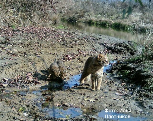 Семья самых скрытных кошек зафиксирована на «Земле леопарда» - Пресс-поток - Приморье24 Информационное агентство, последние новости Владивостока и Приморского края, 15.11.2025