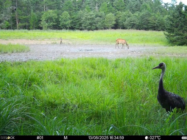 Черный журавль выбрал Сихотэ-Алинь: зафиксировано историческое гнездование - Пресс-поток - Приморье24 Информационное агентство, последние новости Владивостока и Приморского края, 17.11.2025