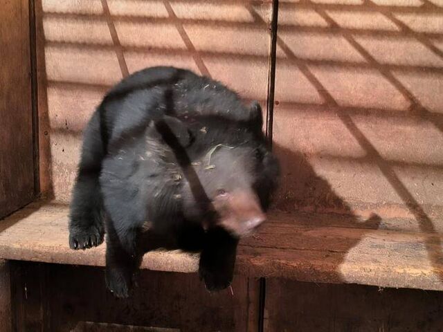 Молодого гималайского медвежонка спасли в Приморье - Пресс-поток - Приморье24 Информационное агентство, последние новости Владивостока и Приморского края, 18.11.2025