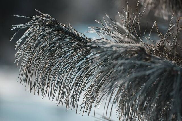 Борис Кубай рассказал, что мешает приходу зимы во Владивосток - Пресс-поток - Приморье24 Информационное агентство, последние новости Владивостока и Приморского края, 18.11.2025