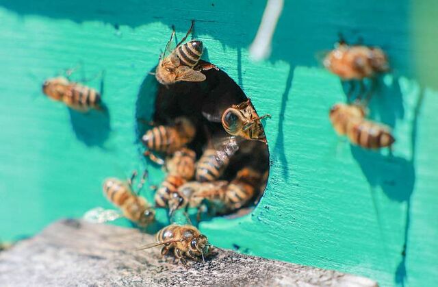 Приморское агентство по пчеловодству призывает к сотрудничеству - Пресс-поток - Приморье24 Информационное агентство, последние новости Владивостока и Приморского края, 18.11.2025