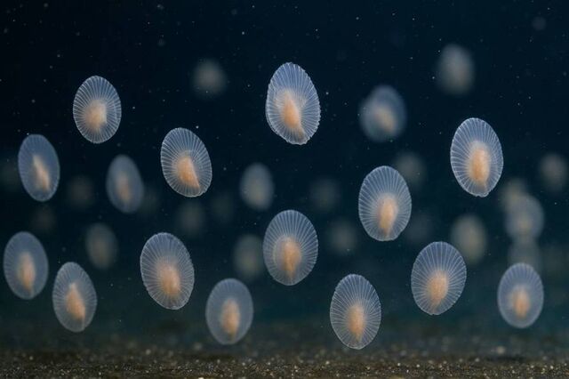 Приморский океанариум впервые начнёт выращивание редких гребневиков - Пресс-поток - Приморье24 Информационное агентство, последние новости Владивостока и Приморского края, 19.11.2025