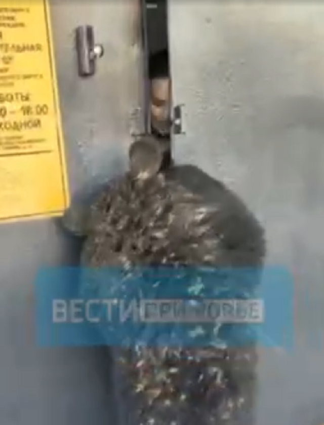 «Звериная» тяга к знаниям: в приморскую школу ломилась медведица - Пресс-поток - Приморье24 Информационное агентство, последние новости Владивостока и Приморского края, 19.11.2025