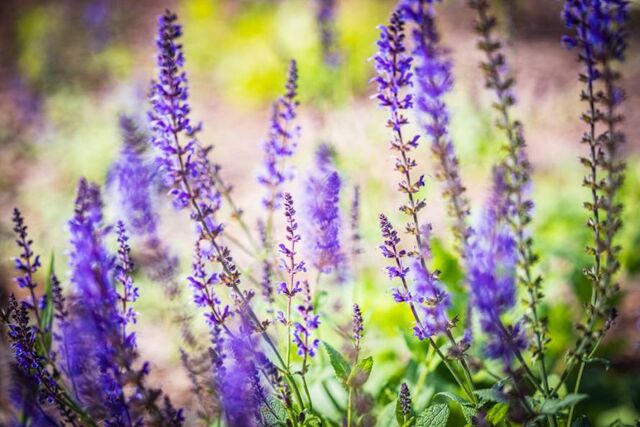 Во Владивостоке высадят почти 4 тысячи многолетников для озеленения городских пространств - Пресс-поток - Приморье24 Информационное агентство, последние новости Владивостока и Приморского края, 03.04.2026