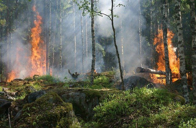 Период высокой пожароопасности продлится в Алтайском крае по 13 мая - Вечерний Барнаул, 08.05.2024