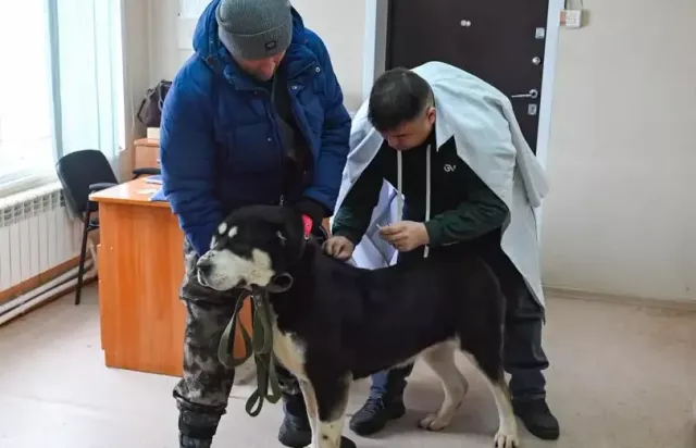 На следующей неделе жители Октябрьского и Железнодорожного районов Барнаула смогут чипировать своих собак в мобильных пунктах - Вечерний Барнаул, 16.05.2025