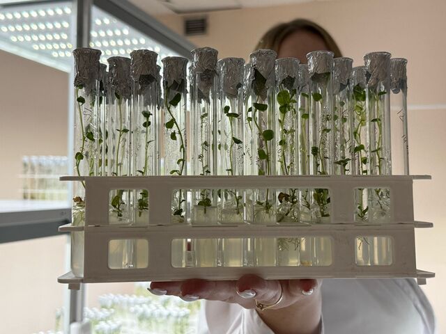 Проект алтайских учёных может повысить продуктивность сортов малины и картофеля - Вечерний Барнаул, 15.07.2025