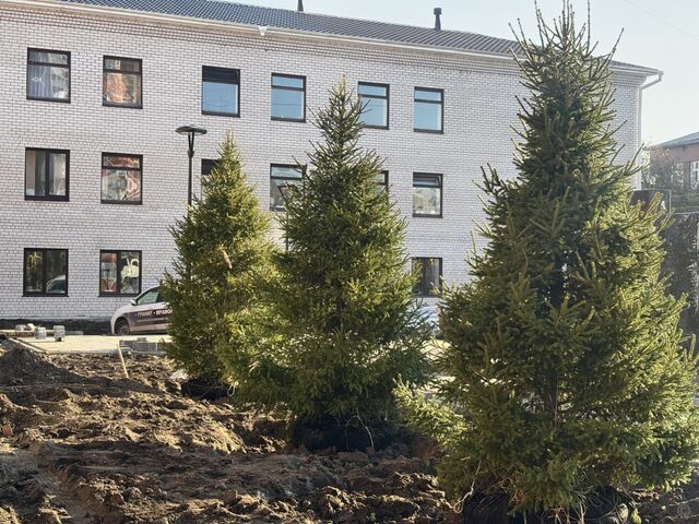 В будущем сквере на пересечении улиц Максима Горького и Пушкина в Барнауле появились ели - Вечерний Барнаул, 22.10.2025
