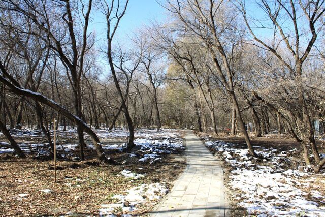 На территории парка имени Ленина в Барнауле снесут аварийные деревья - Вечерний Барнаул, 05.11.2025